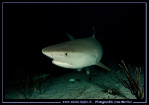 Tiger Shark during a night dive at Tiger Beach.... :O)... by Michel Lonfat 